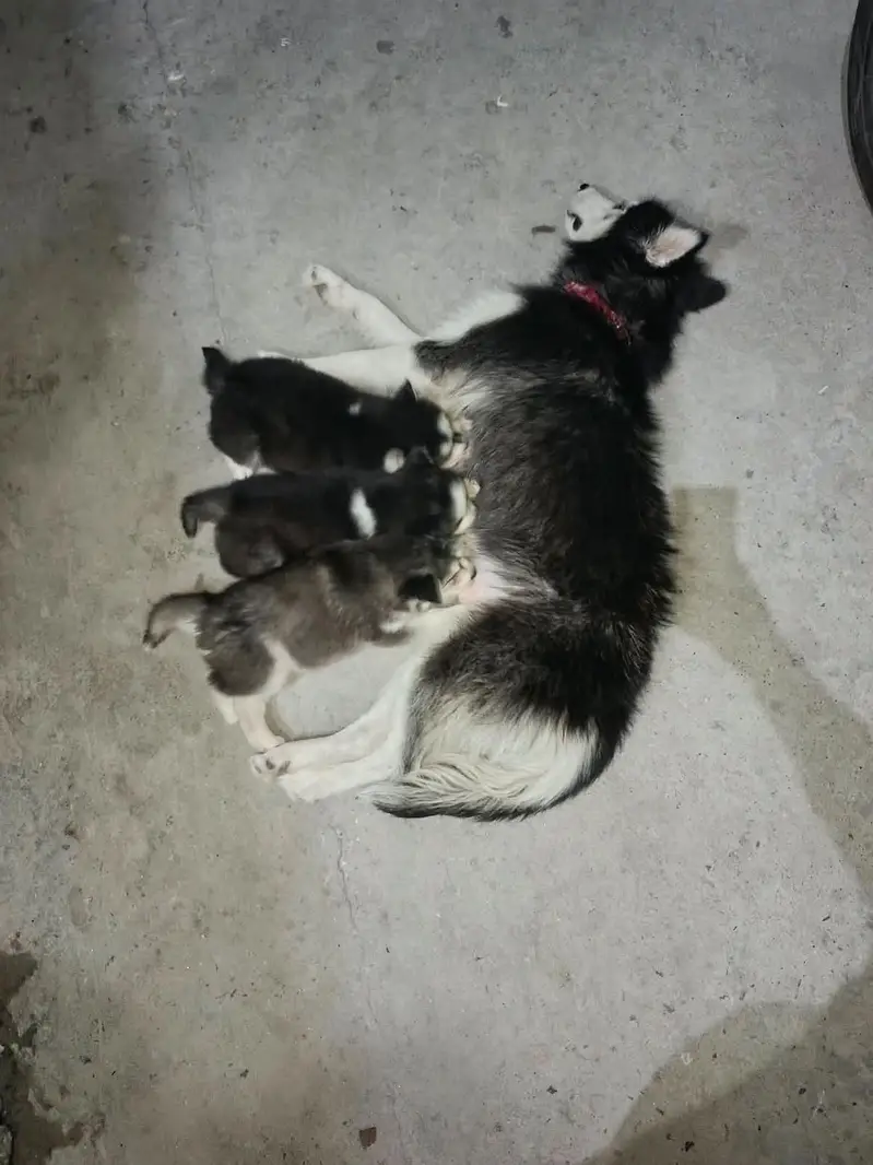 Pure Quality Husky — photo 6