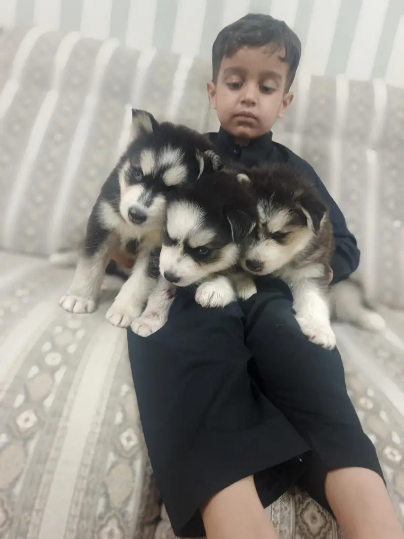 Pure Quality Husky — photo 7