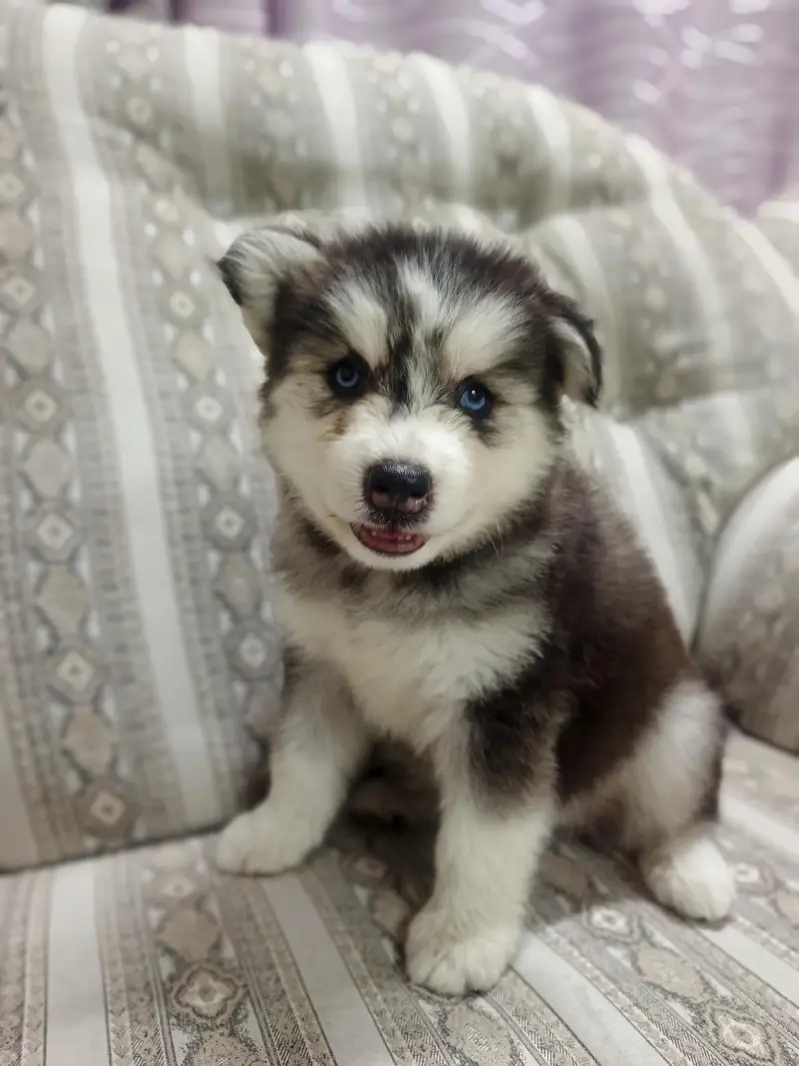 Pure Quality Husky — photo 8