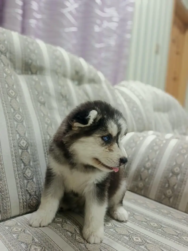 Pure Quality Husky — photo 9