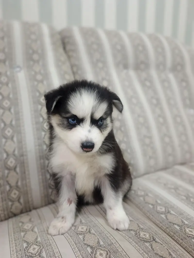 Pure Quality Husky — photo 10
