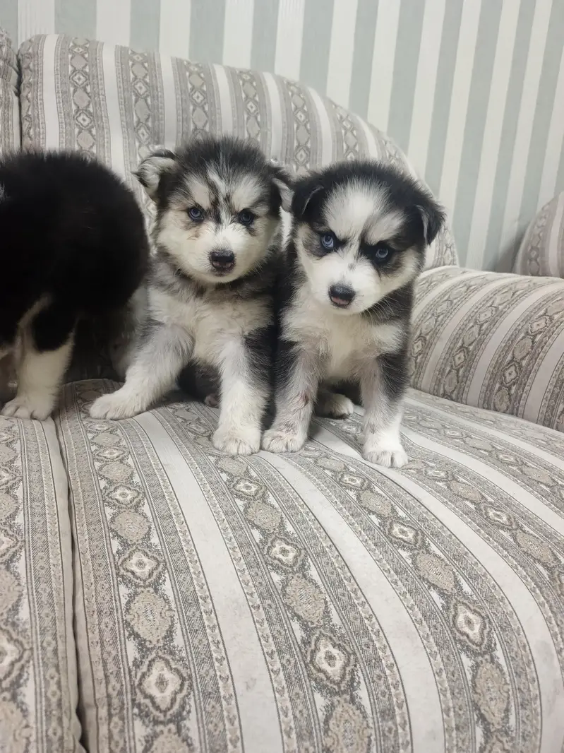 Pure Quality Husky — photo 11