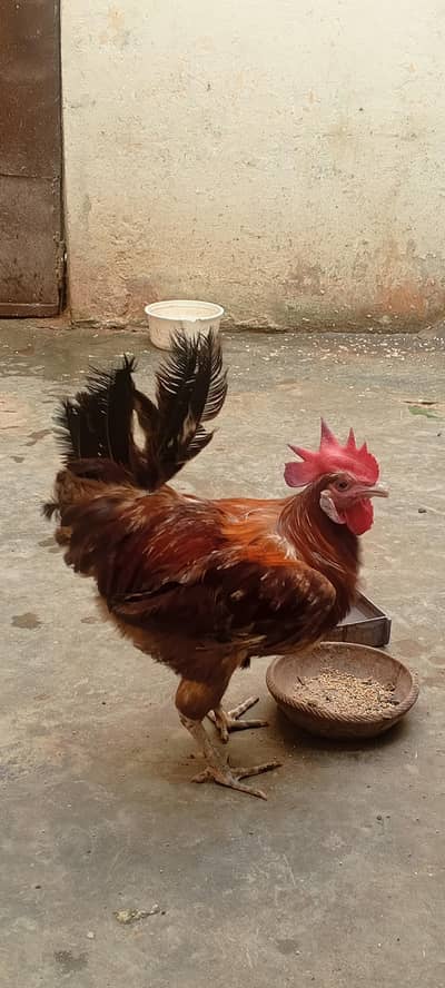Ghar ka Pala hua male murgah