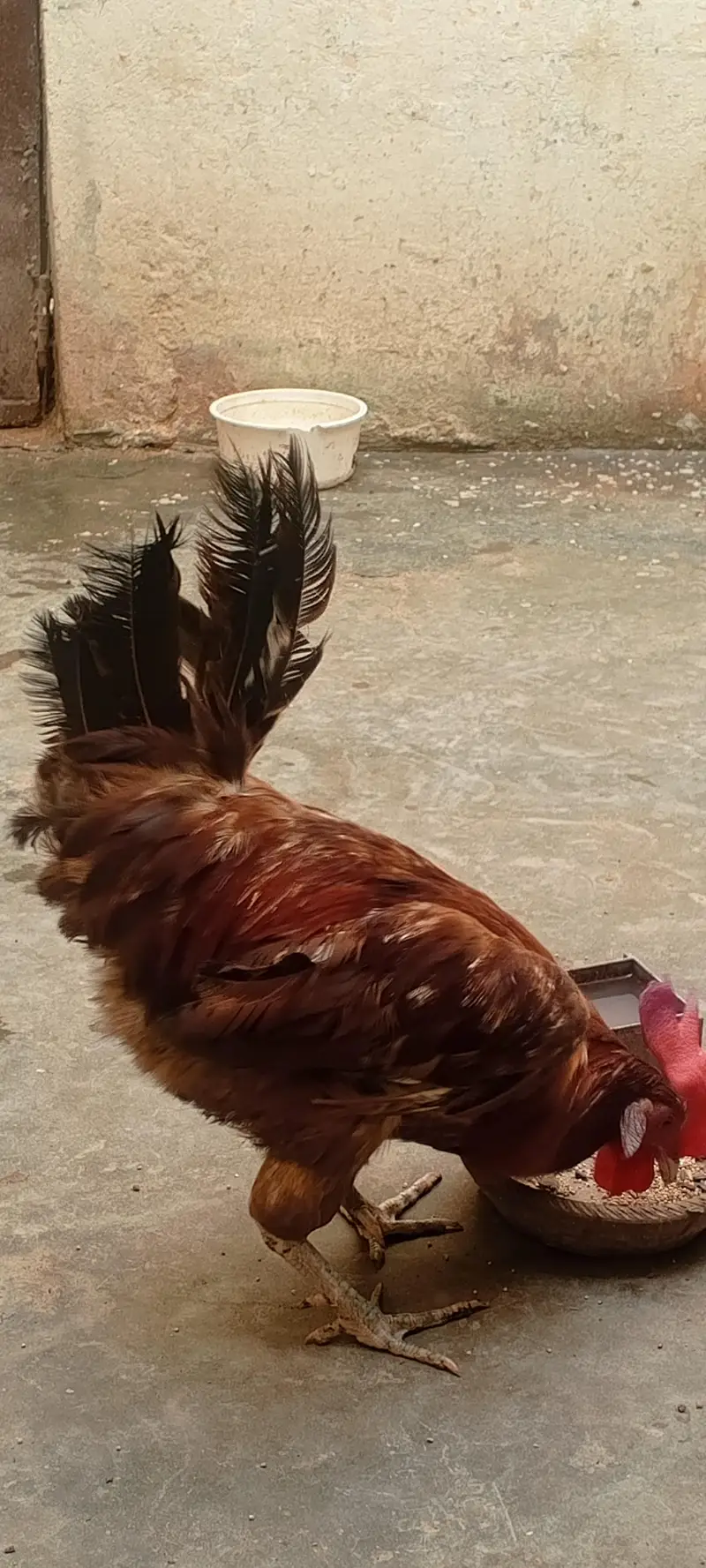 Ghar ka Pala hua male murgah — photo 2