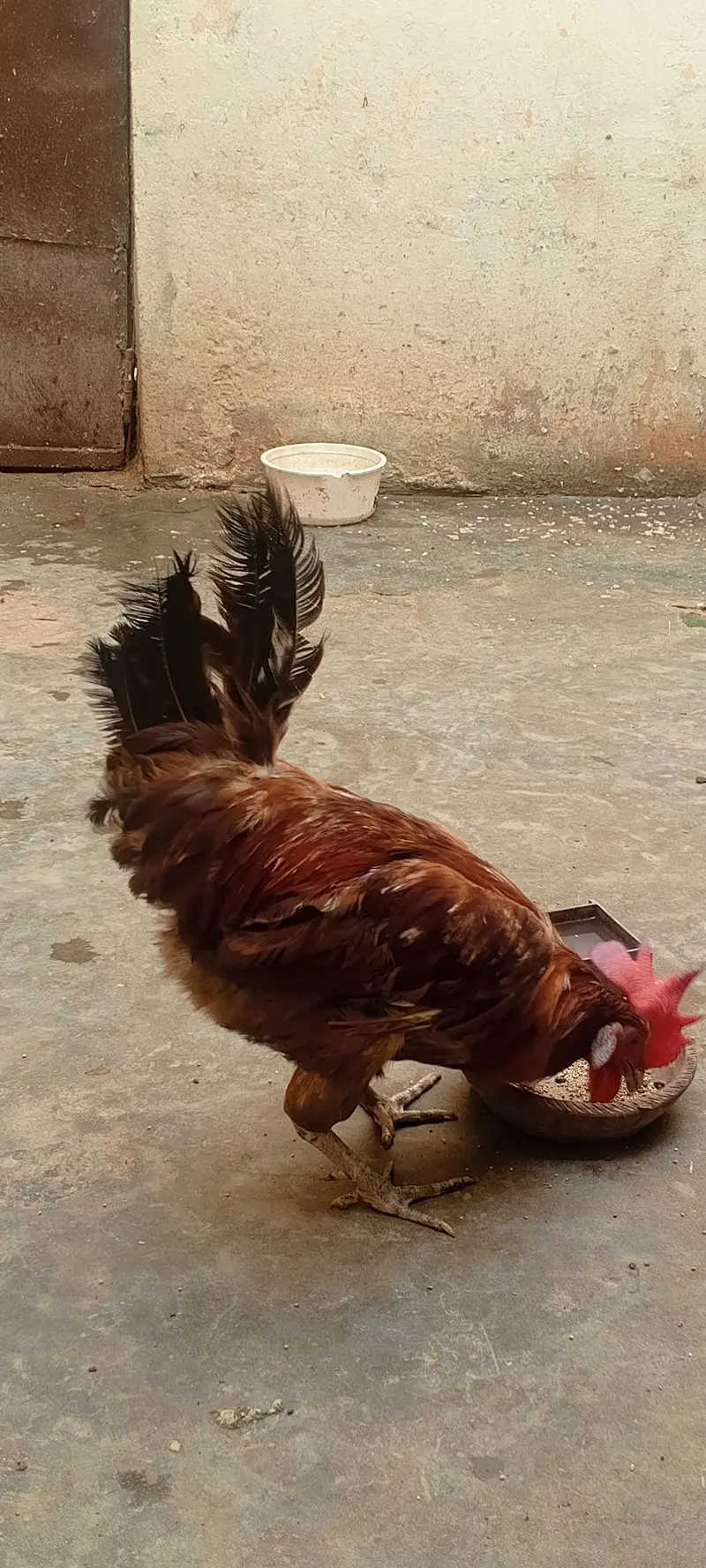 Ghar ka Pala hua male murgah — photo 3