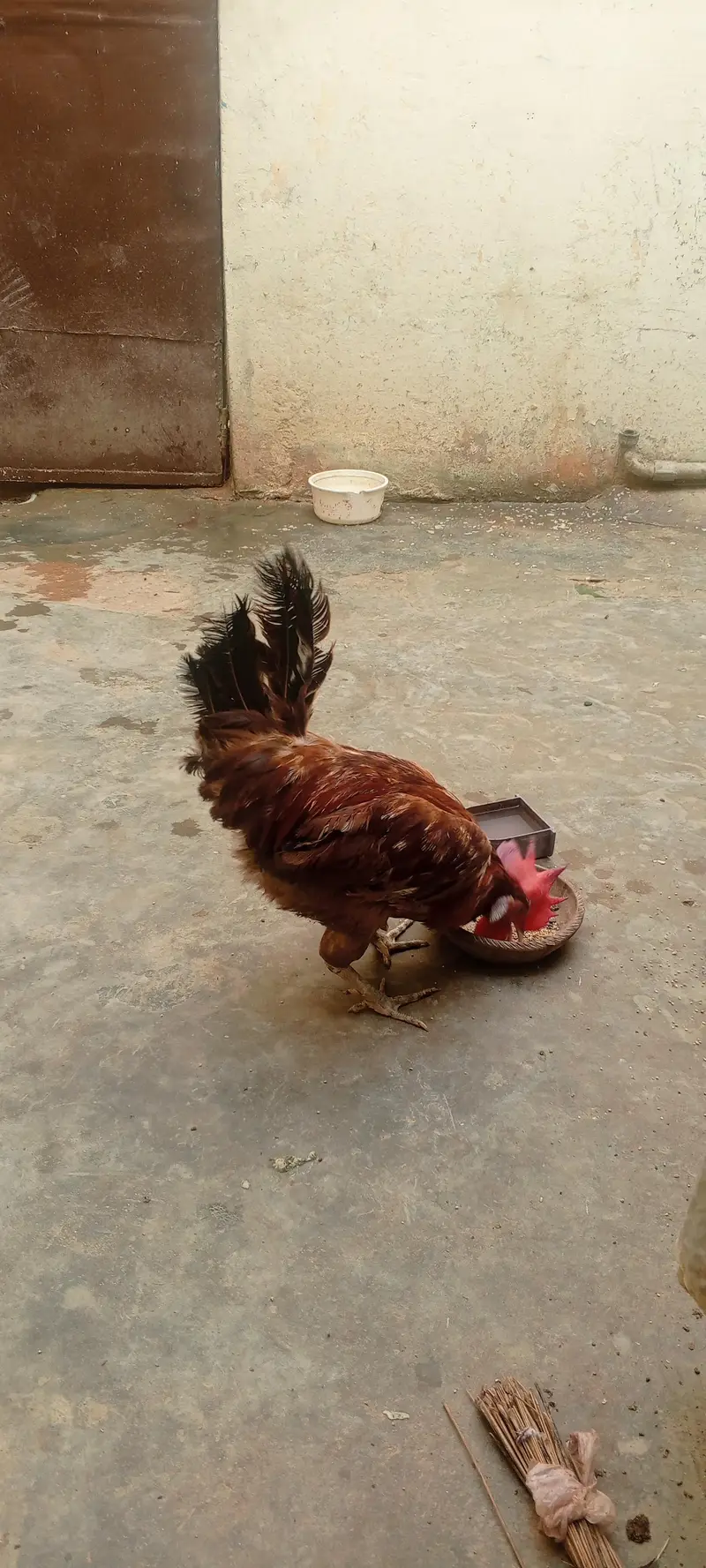 Ghar ka Pala hua male murgah — photo 4
