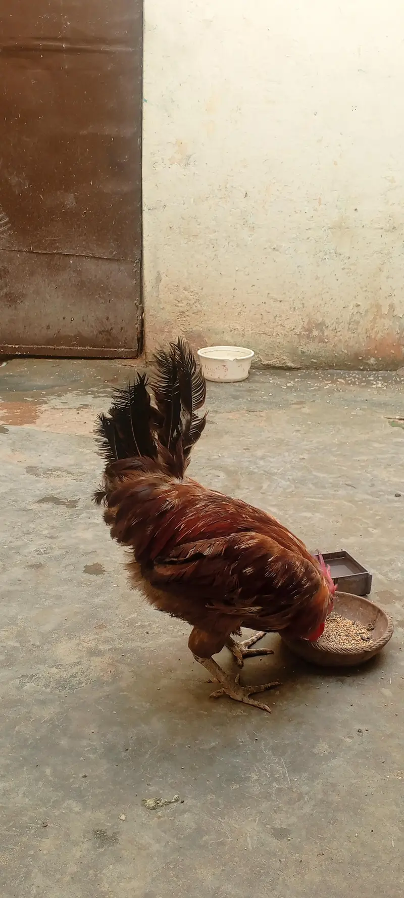 Ghar ka Pala hua male murgah — photo 5