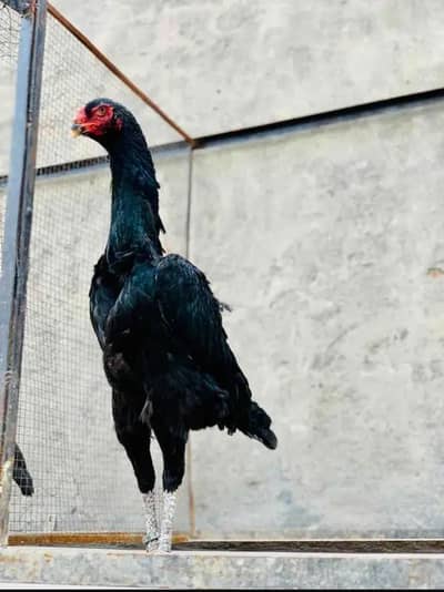 BLACK SHAMO 4 MONTH