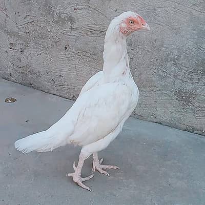 paper white female