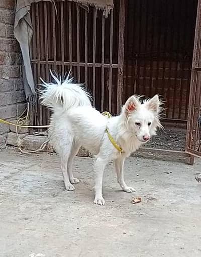Russian female pink nose