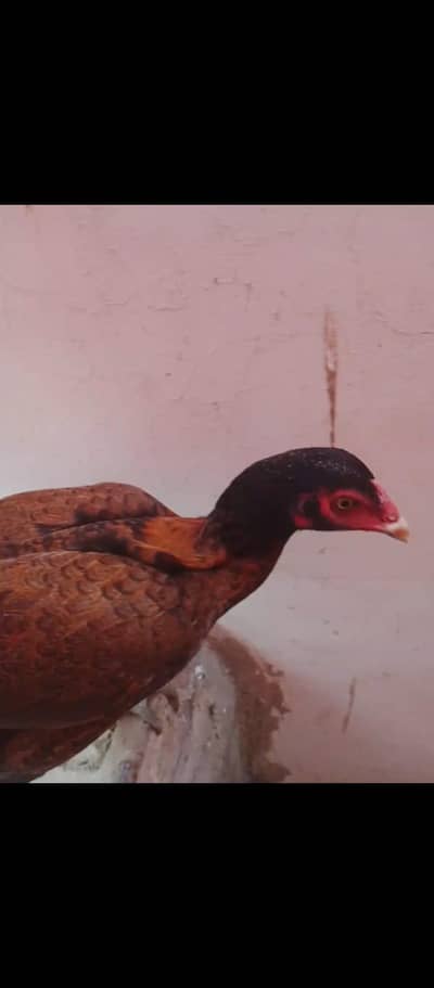 out class female