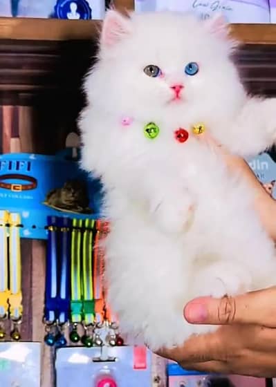 (Persian female kitten) (for sale all) (Pakistan delivery available)