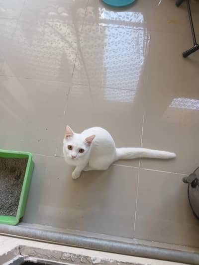 pure white persian cat