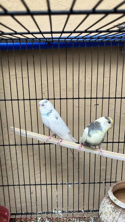 one budgies pair and one love bird pair