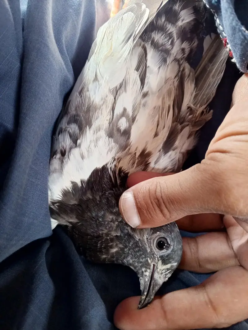 rampuri banqy ksori kbotr sale — photo 4