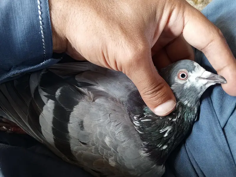 rampuri banqy ksori kbotr sale — photo 6