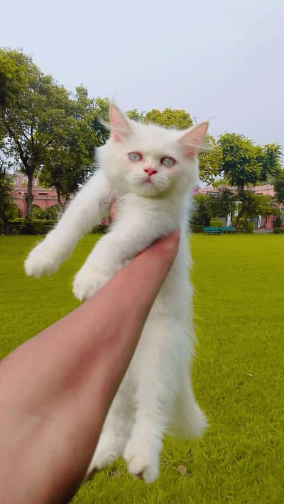 Persian punch face triple coat kitten for sale