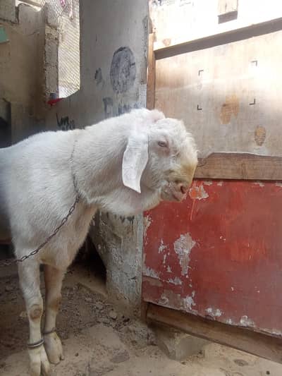 gulabi pair for sale price me unis bis hojay gi