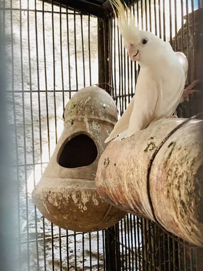 Eno cocktail pair parrot 