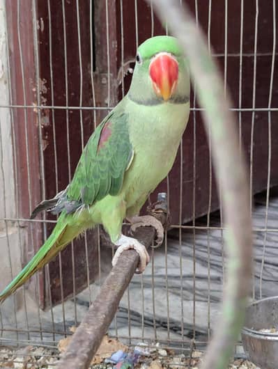 Raw parrot