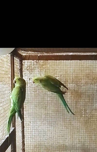 breeder pair for sale 03065482407