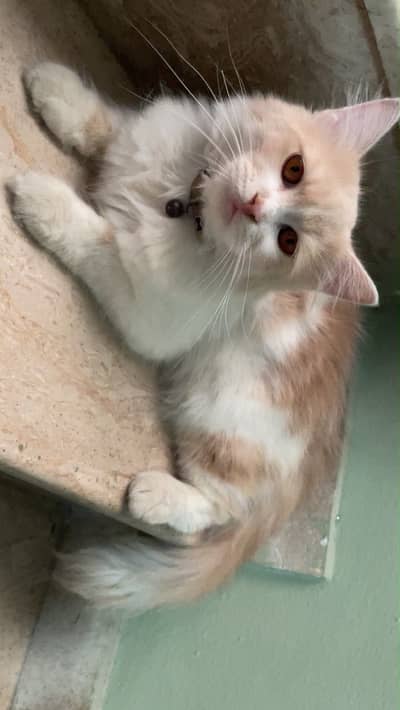 Healthy male cat available