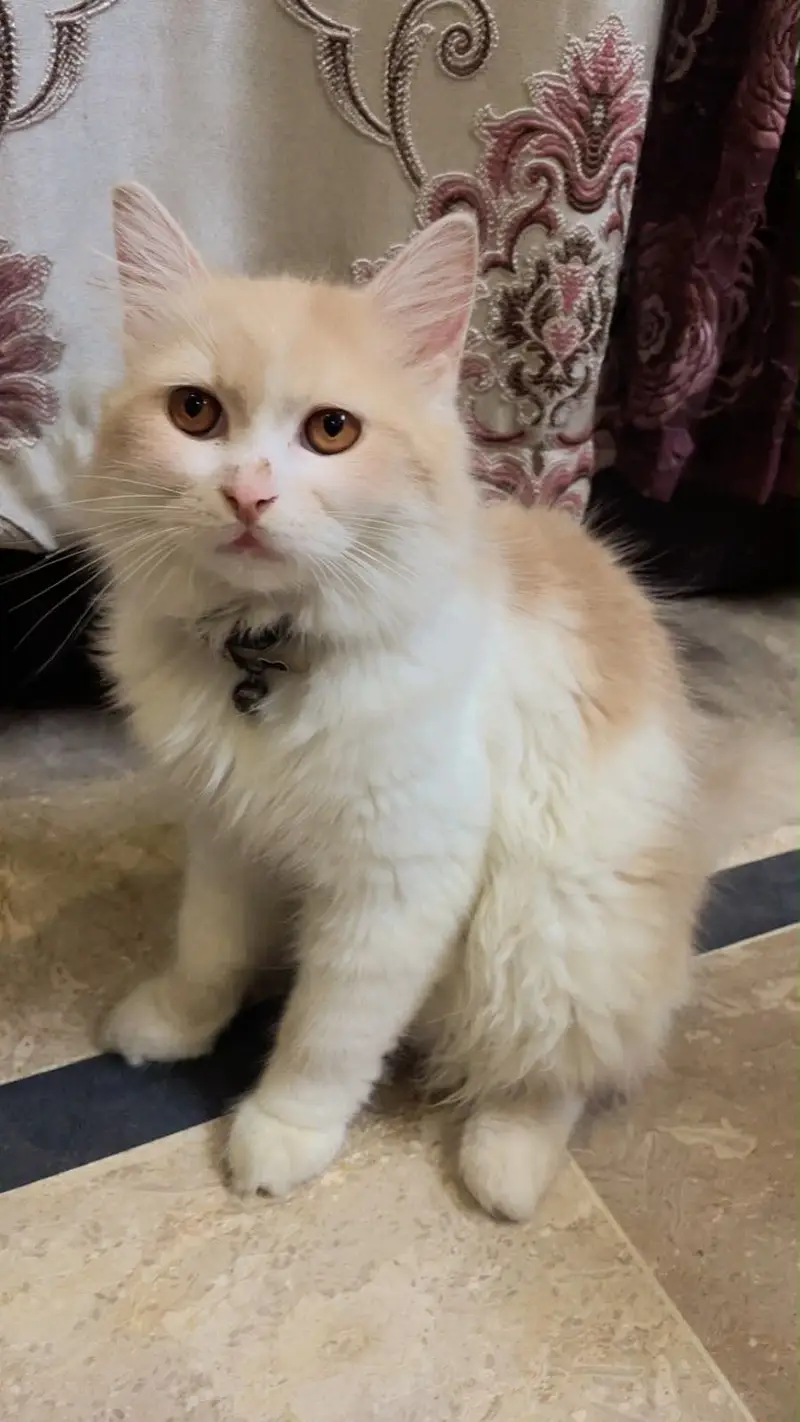 Healthy male cat available — photo 2