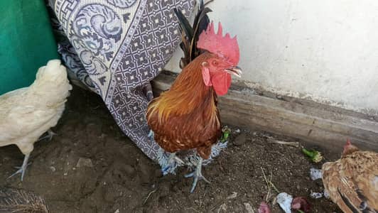 I ve 1 aseel hen, MashaAllah egg laying. 1 Misri pair