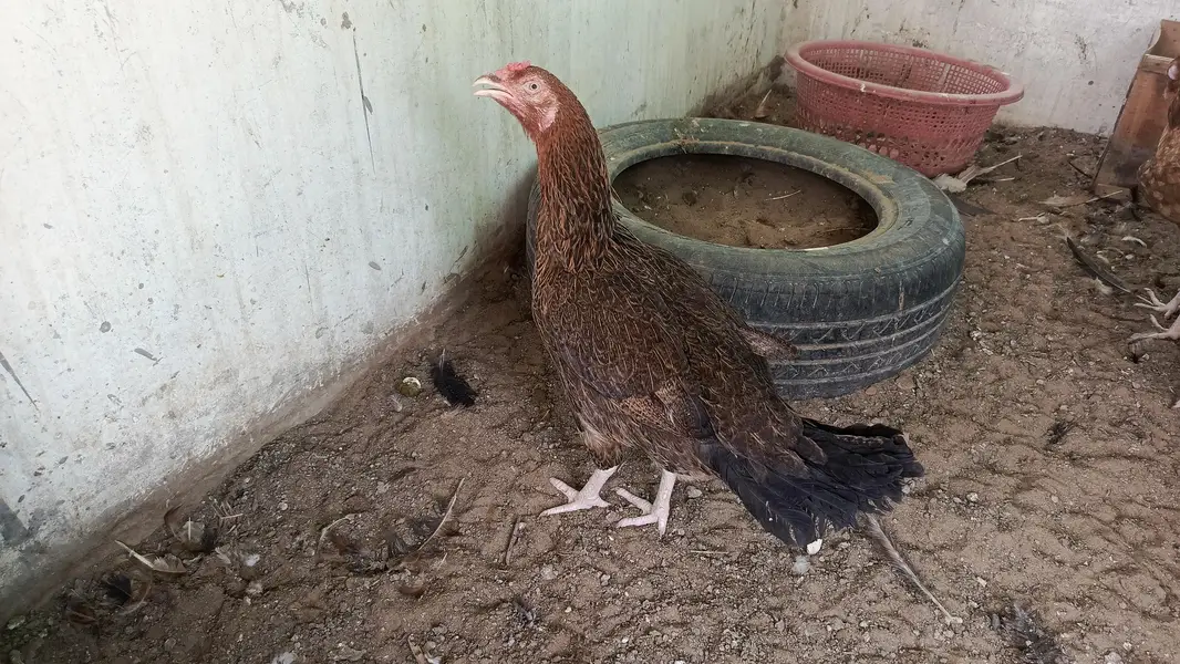 I ve 1 aseel hen, MashaAllah egg laying. 1 Misri pair — photo 2