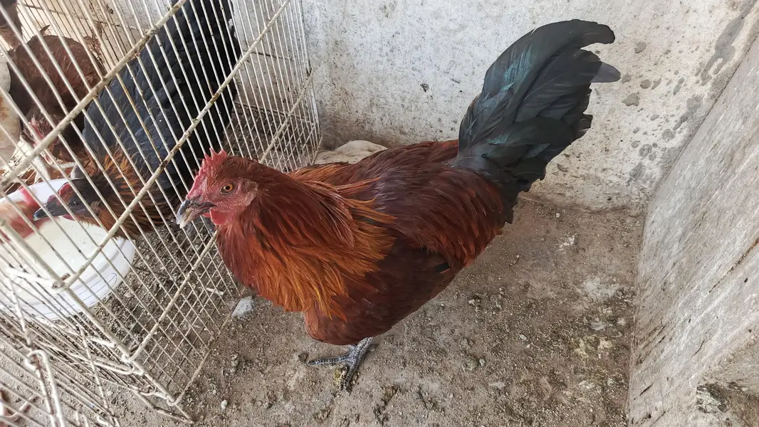I ve 1 aseel hen, MashaAllah egg laying. 1 Misri pair — photo 3
