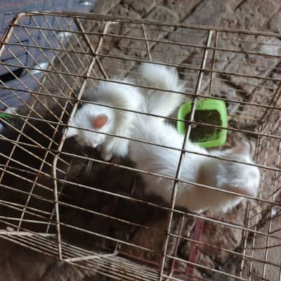 cat for sale tow