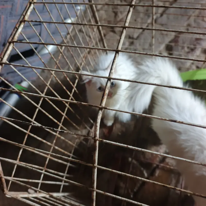 cat for sale tow — photo 2