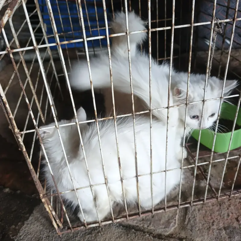 cat for sale tow — photo 3