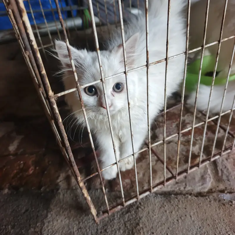 cat for sale tow — photo 4