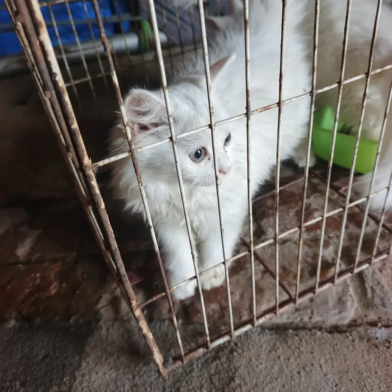 cat for sale tow — photo 5