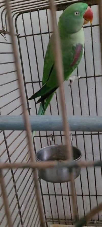 cocktail and hand tamed birds