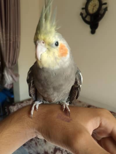 hand tame cocktail