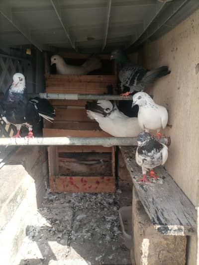 All pigeons for sale