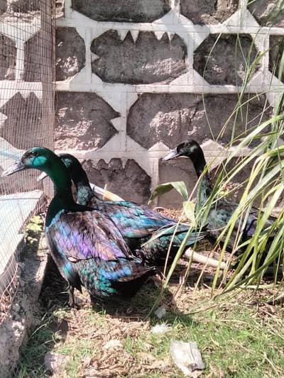 Duck | crested duck | Cayuga duck | بطخ | کایوگا | کریسٹڈ |