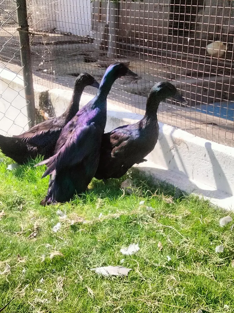 Duck | crested duck | Cayuga duck | بطخ | کایوگا | کریسٹڈ | — photo 5