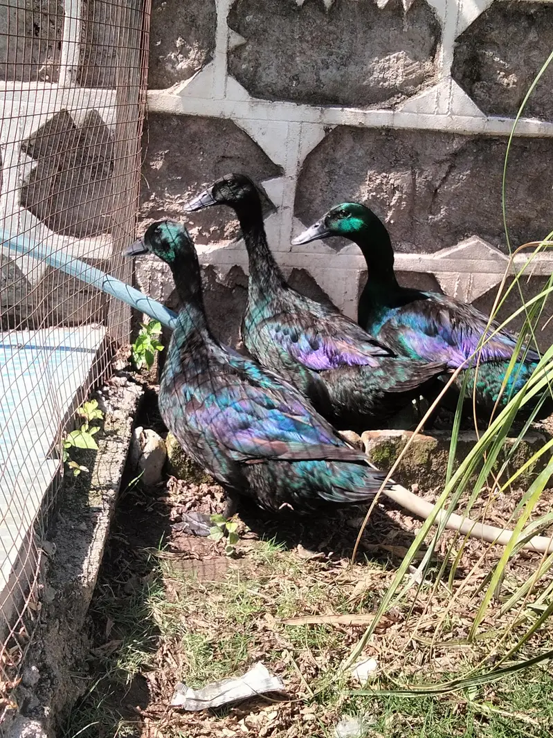 Duck | crested duck | Cayuga duck | بطخ | کایوگا | کریسٹڈ | — photo 6