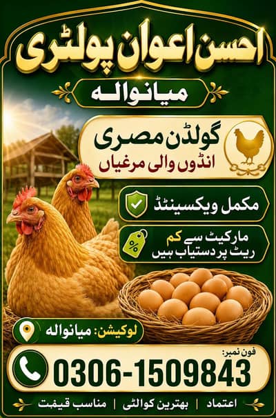 golden misri