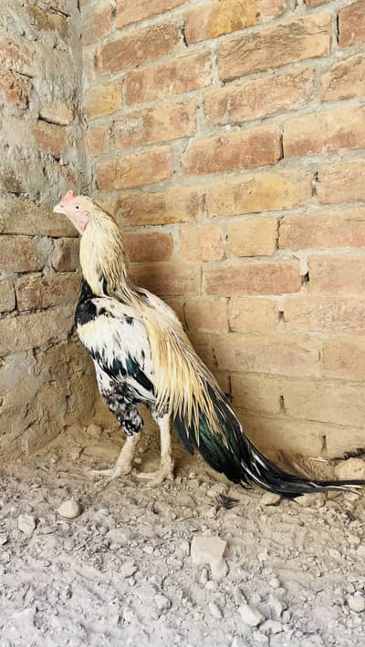 Jawa aseel murga breeder