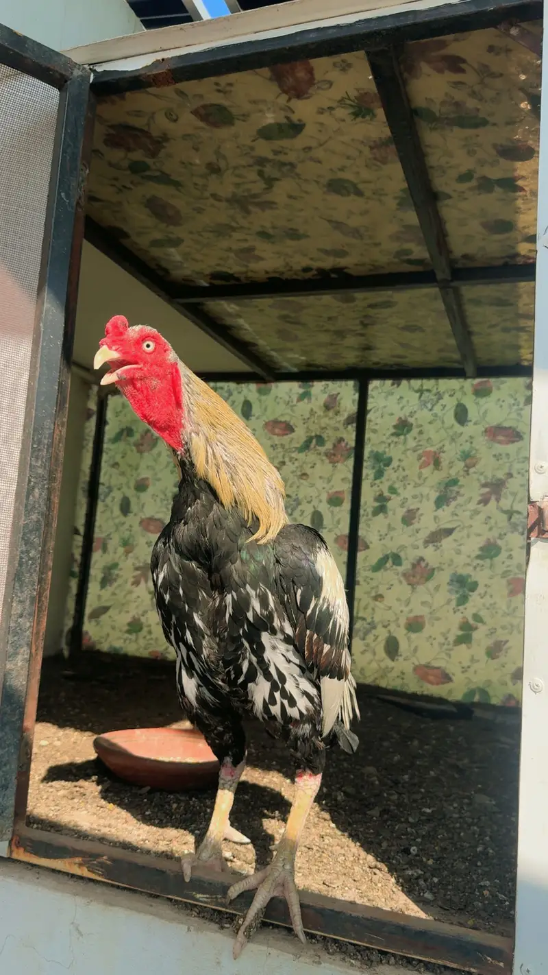 Jawa murga urgent sale — photo 2