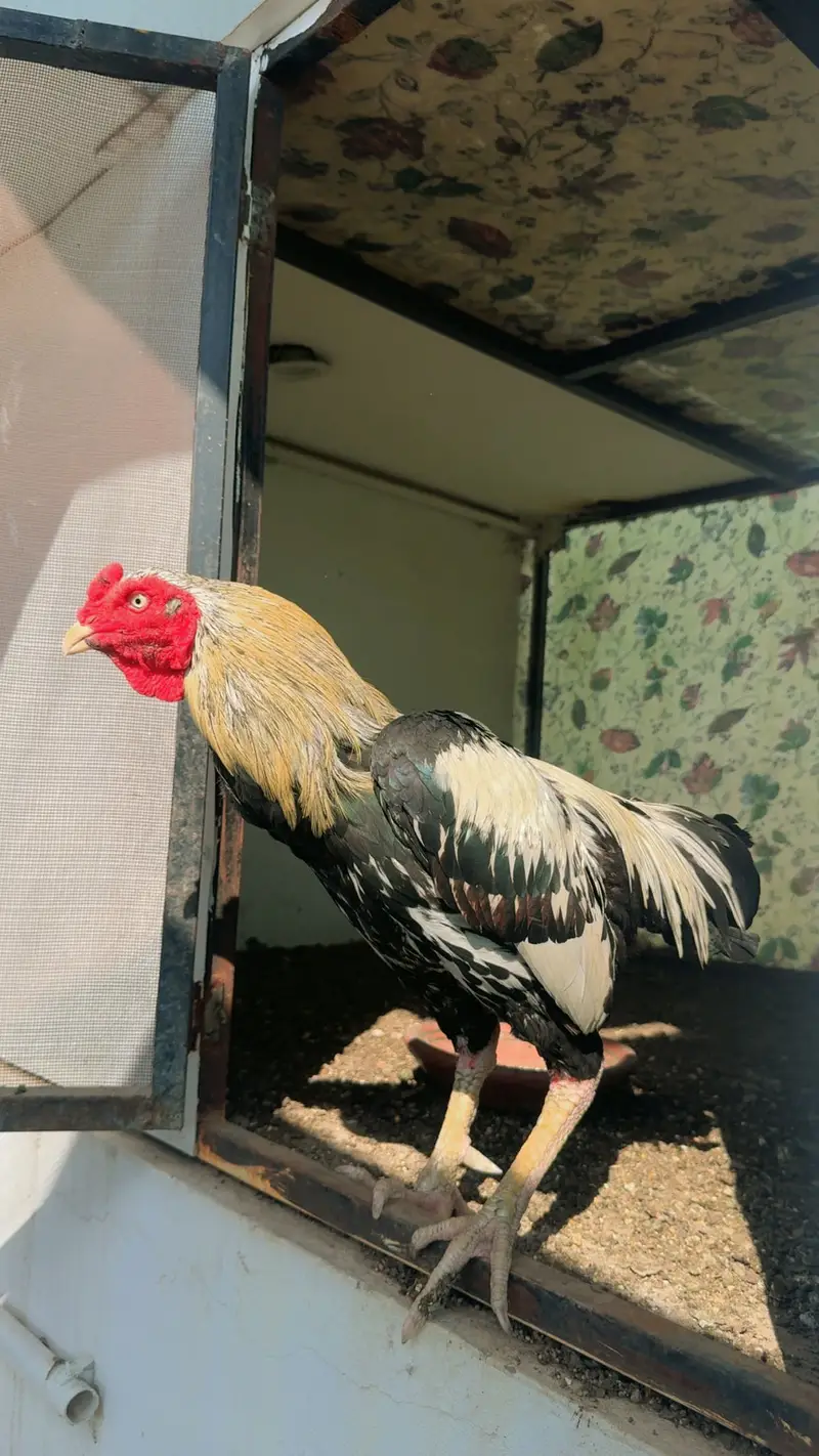Jawa murga urgent sale — photo 3