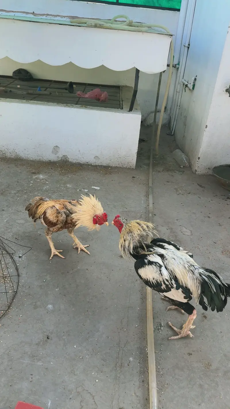 Jawa murga urgent sale — photo 4
