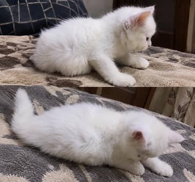 2 month old male. kitten double coat