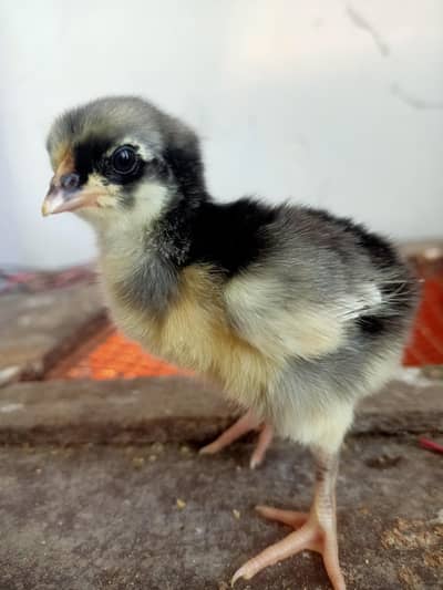 australorp chiks  Pure breed eggs machine for sale  Karachi