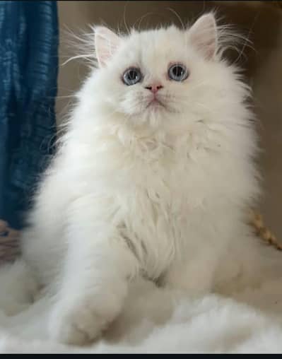 Beautifull Cats