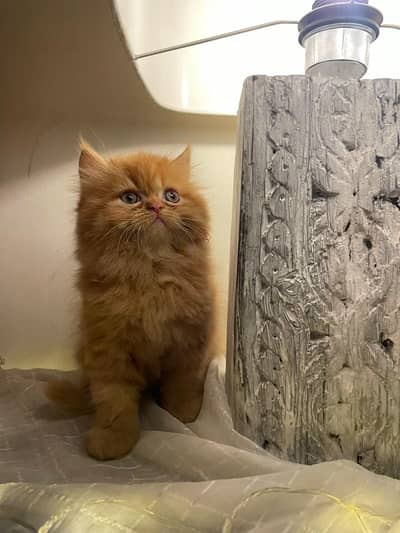 Triple Coat Ginger colour female persian cat